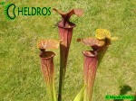 MK H60 Sarracenia x Mercury Sarracenia Nurseries, Chris Crowe