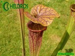 MK H60 Sarracenia x Mercury Sarracenia Nurseries, Chris Crowe
