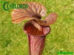 MK H60 Sarracenia x Mercury Sarracenia Nurseries, Chris Crowe