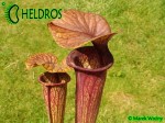 MK H60 Sarracenia x Mercury Sarracenia Nurseries, Chris Crowe