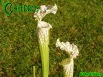 MK L2 Sarracenia Leucophylla Tall green &amp; white form, Citronelle, AL,(PW)