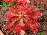 Rosiczka DROSERA SPATULATA Mobara, Chiba Prefecture, Japan
