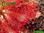 Rosiczka DROSERA SPATULATA Mobara, Chiba Prefecture, Japan