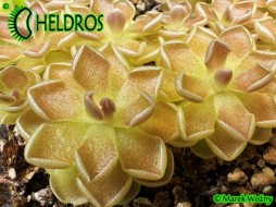 Pinguicula DEBBERTIANA - nice plant
