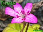 Pinguicula HEMIEPIPHYTICA 01.JPG