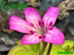 Pinguicula HEMIEPIPHYTICA 02.JPG