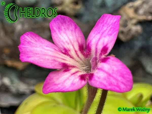 Pinguicula HEMIEPIPHYTICA 02.JPG