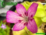 Pinguicula HEMIEPIPHYTICA 03.JPG