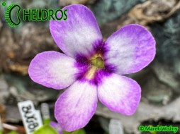 Pinguicula "BUGBANE"