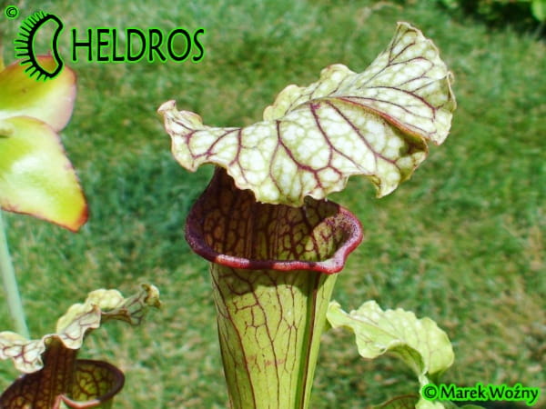 Kapturnica Sarracenia x ‘Daniel Rudd’ AB 2001 (AS1)