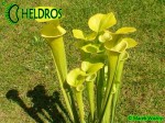 MK F237 Sarracenia Flava f. viridescens ‘Suspicion’. Anthocyanin free clone, AS 2007