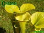 MK F237 Sarracenia Flava f. viridescens ‘Suspicion’. Anthocyanin free clone, AS 2007