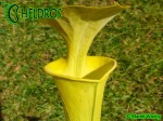 MK F237 Sarracenia Flava f. viridescens ‘Suspicion’. Anthocyanin free clone, AS 2007