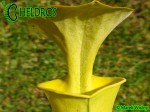 MK F237 Sarracenia Flava f. viridescens ‘Suspicion’. Anthocyanin free clone, AS 2007