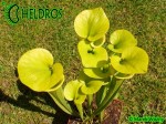 MK F237 Sarracenia Flava f. viridescens ‘Suspicion’. Anthocyanin free clone, AS 2007