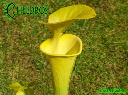 MK F237 Sarracenia Flava f. Viridescens 'SUSPICION'
