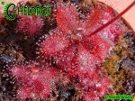Rosiczka DROSERA TOMENTOSA var. GLABRATA. Serra da Canastra, Delfinópolis, Minas Gerais, Brasil