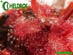 Rosiczka DROSERA TOMENTOSA var. GLABRATA. Serra da Canastra, Delfinópolis, Minas Gerais, Brasil