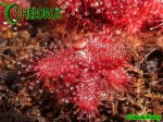 Rosiczka DROSERA TOMENTOSA var. GLABRATA. Serra da Canastra, Delfinópolis, Minas Gerais, Brasil