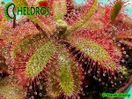 Rosiczka DROSERA TOMENTOSA var. GLABRATA. Serra da Canastra, Delfinópolis, Minas Gerais, Brasil