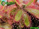 Rosiczka DROSERA TOMENTOSA var. GLABRATA. Serra da Canastra, Delfinópolis, Minas Gerais, Brasil