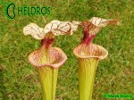 Kapturnica Sarracenia x Adrian Slack , Milton, FL (W) (S x moorei), Barry Rice (2004) MK H113
