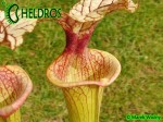 Kapturnica Sarracenia x Adrian Slack , Milton, FL (W) (S x moorei), Barry Rice (2004) MK H113