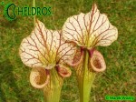Kapturnica Sarracenia x Adrian Slack , Milton, FL (W) (S x moorei), Barry Rice (2004) MK H113