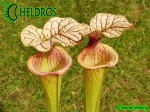 Kapturnica Sarracenia x Adrian Slack , Milton, FL (W) (S x moorei), Barry Rice (2004) MK H113