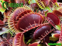 Dionaea Muscipula 'Clayton's Red Sunset'