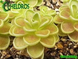 Pinguicula ESSERIANA