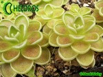 Tłustosz Pinguicula ESSERIANA