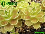 Tłustosz Pinguicula ESSERIANA
