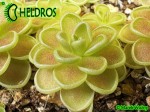Tłustosz Pinguicula ESSERIANA