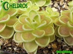 Tłustosz Pinguicula ESSERIANA