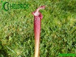 MK H96 Sarracenia x Night Sky