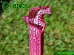 MK H96 Sarracenia x Night Sky
