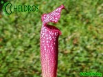 MK H96 Sarracenia x Night Sky