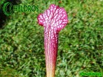 MK H96 Sarracenia x Night Sky