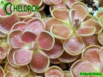 Tłustosz Pinguicula FLORIAN