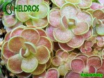 Tłustosz Pinguicula FLORIAN