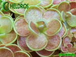 Tłustosz Pinguicula FLORIAN