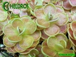 Tłustosz Pinguicula FLORIAN