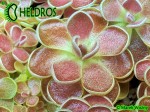 Tłustosz Pinguicula FLORIAN