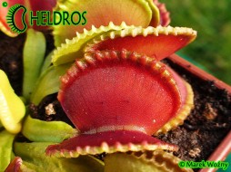 Dionaea Muscipula GREEN WIZARD