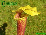 MK F101 Sarracenia Flava var. ornata, Sandy creek rd