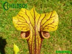 MK F101 Sarracenia Flava var. ornata, Sandy creek rd