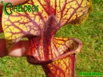 MK F101 Sarracenia Flava var. ornata, Sandy creek rd