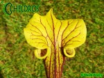 MK F101 Sarracenia Flava var. ornata, Sandy creek rd