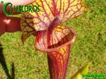 MK F101 Sarracenia Flava var. ornata, Sandy creek rd
